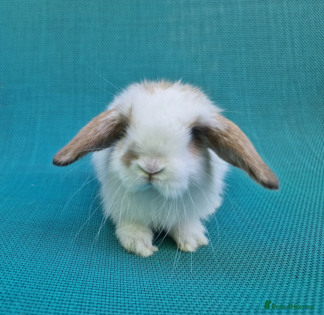 Mini Lop rabbits for sale: Mini lop babies - Advert 1