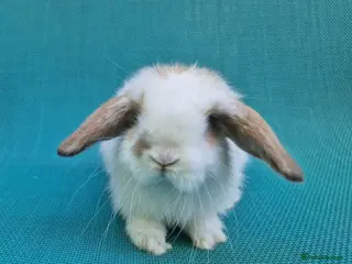 Mini Lop rabbits Mini lop babies - Advert 5