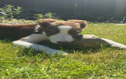 Mixed Breed dogs for sale: Puppy for sale  - Image 2