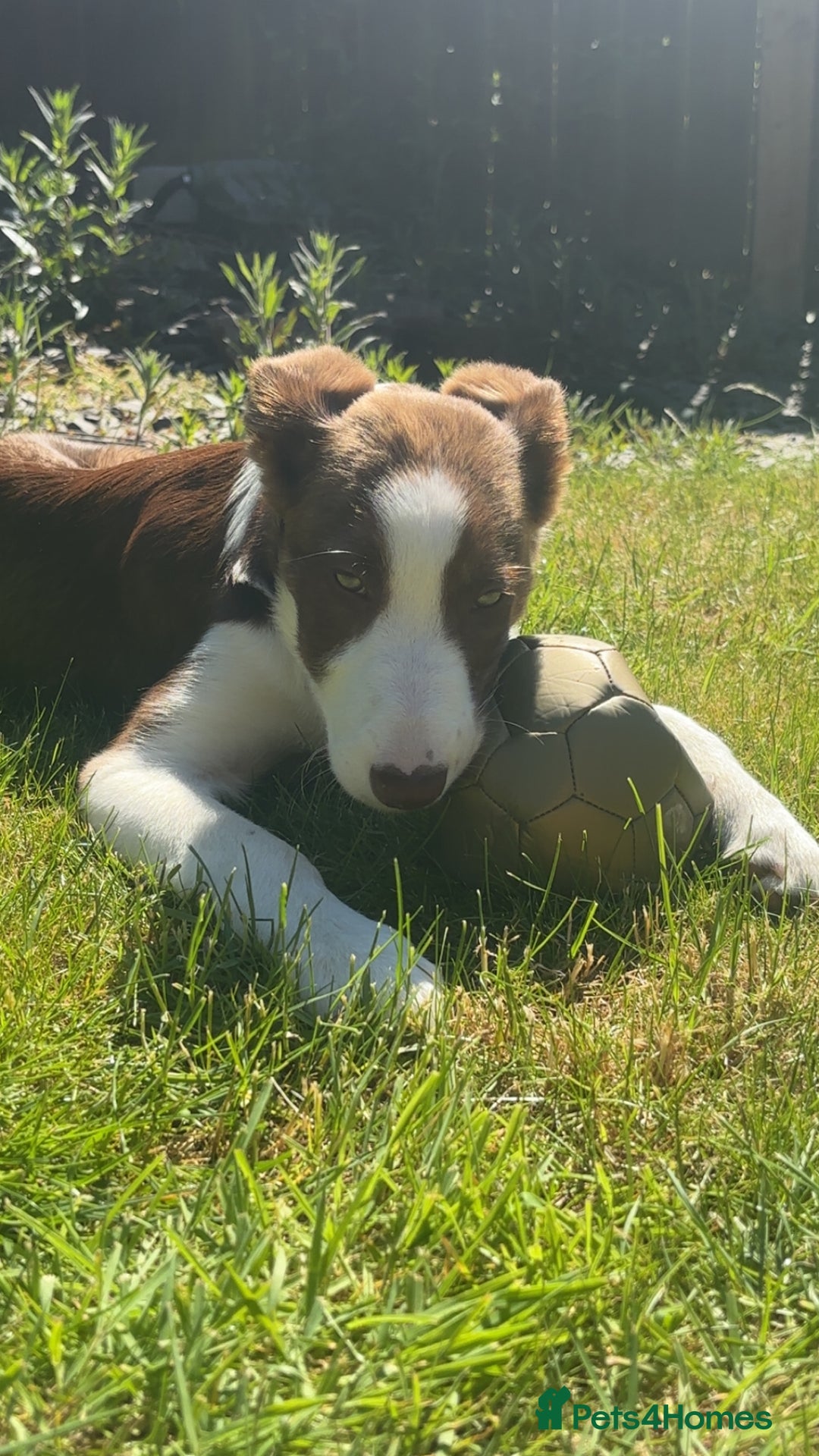 Mixed Breed dogs for sale: Puppy for sale  - Image 2