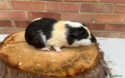 Guinea Pig rodents for sale: Free Male Guinea pigs  - Image 8
