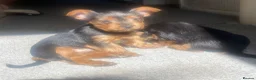 Yorkshire Terrier dogs for sale: 3 female Yorkies.Dad KC registered,Mum pedigree - Advert 7