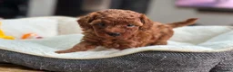 Toy Poodle dogs for sale: ✨ READY TO GO TO LOVING HOME ✨ - Advert 8