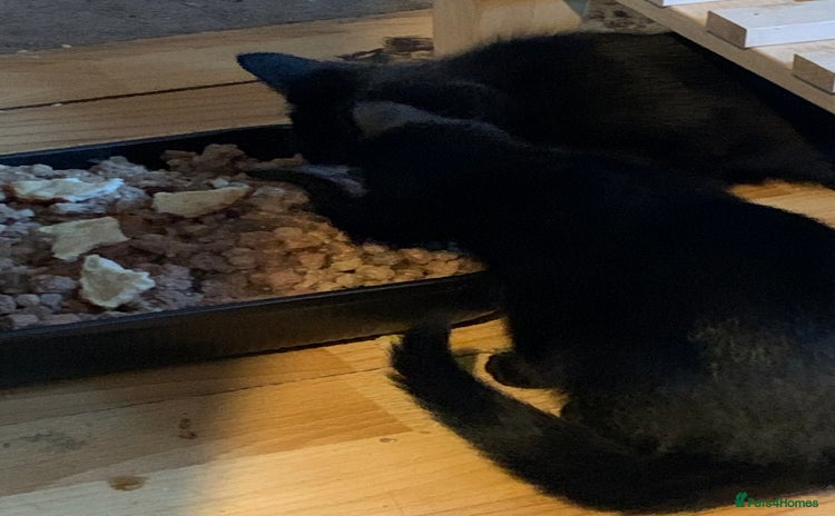 Bombay cats for sale - Advert 1