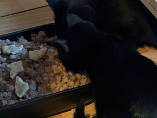 Bombay cats - Advert 10