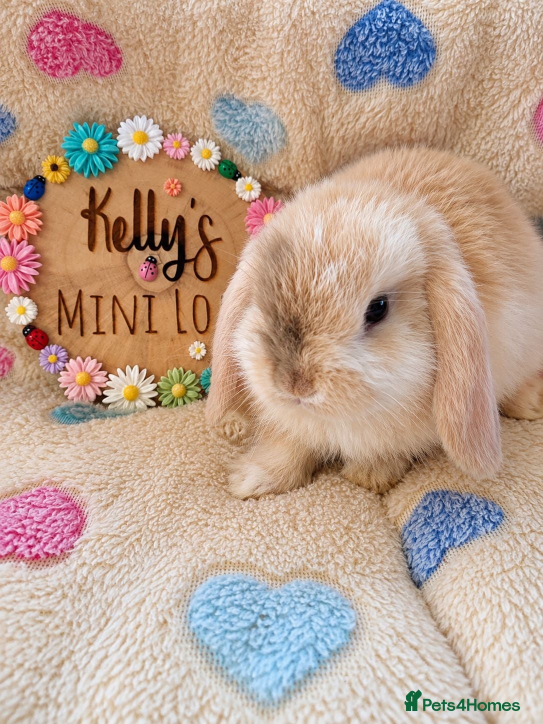 Mini Lop rabbits Purebred Mini Lops 🐰  - Advert 1