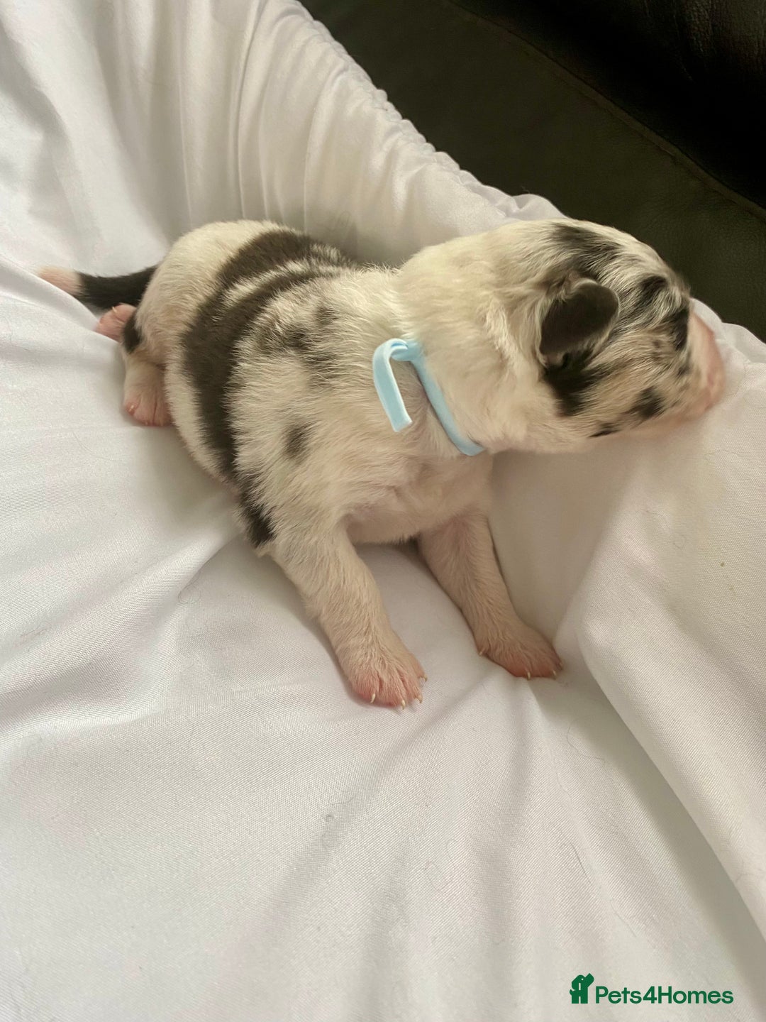 Australian Shepherd dogs for sale: Miss Julie Duckworth - Image 14
