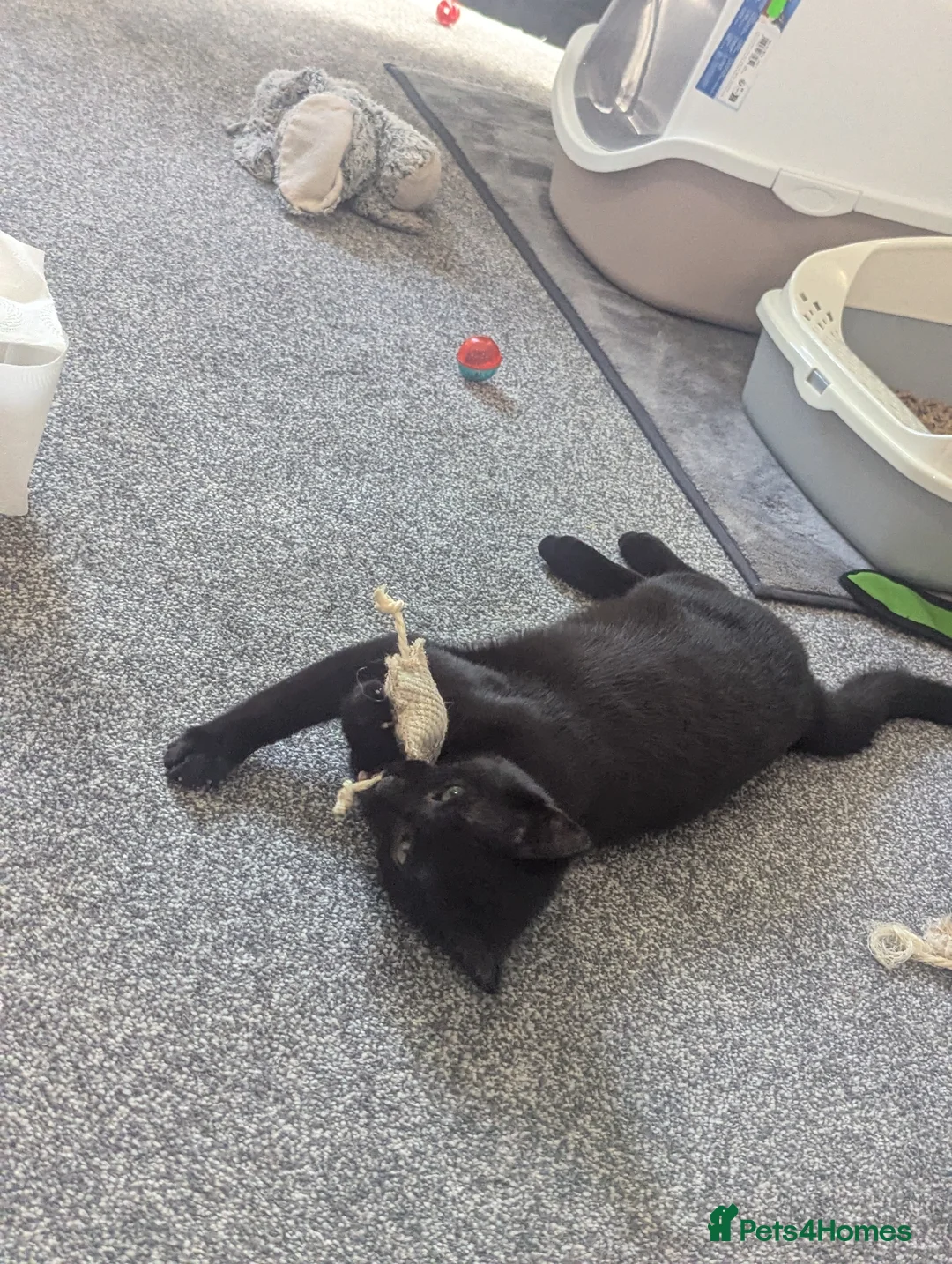 Mixed Breed cats for sale: Best friends looking for a forever home  - Advert 2