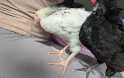 Chickens poultry for sale: 2 beautiful Roosters for sale - Image 2