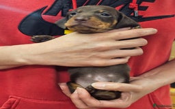 Miniature Dachshund dogs for sale: KC Registered Miniature Dachshund Puppies - Image 21