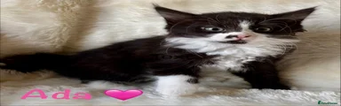Ada