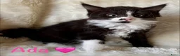 Mixed Breed cats for sale: Meet the Shelby Kittens ❤️ - Advert 5