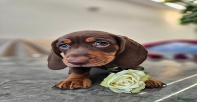 Dachshund dogs - Advert 3