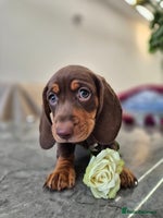 Dachshund dogs - Advert 4