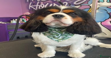 Cavalier King Charles Spaniel dogs - Advert 4