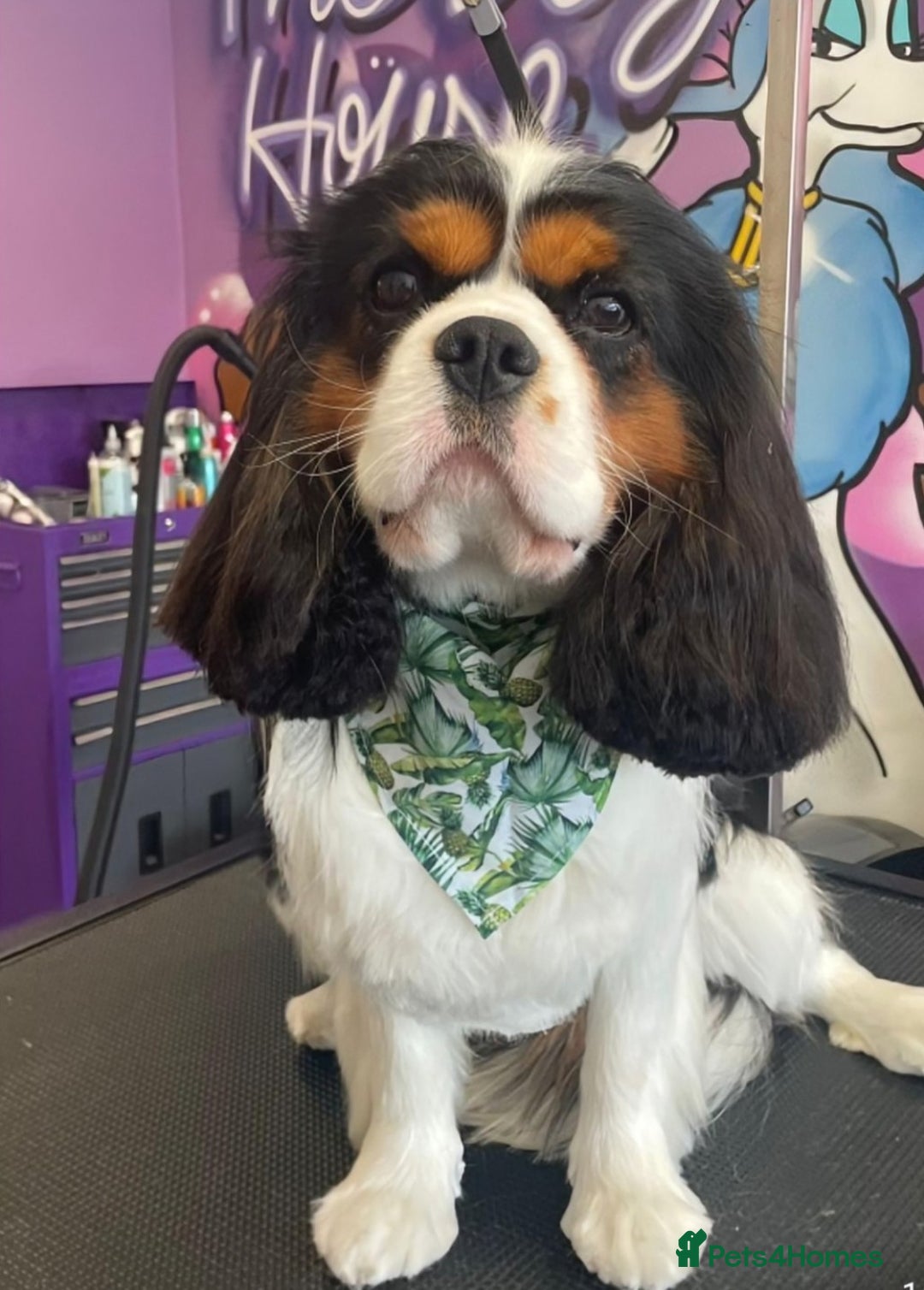 Cavalier King Charles Spaniel dogs for stud: CKCS STUD DOG/ DNA / CHAMPION LINES  - Image 3