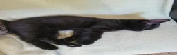 Domestic Shorthair cats for sale: Kittens in Grimsby - Advert 6