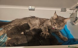 Maine Coon cats for sale: Maine Coon kittens avaliable - Image 25
