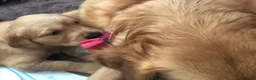 Golden Retriever dogs for sale: One Gorgeous Working Golden Retriever Puppy  in Wellington - Advert 9