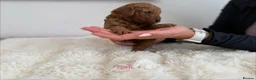 Cockapoo dogs for sale: Say Hello To Our Most Adorable Cockapoo Puppies - Advert 25
