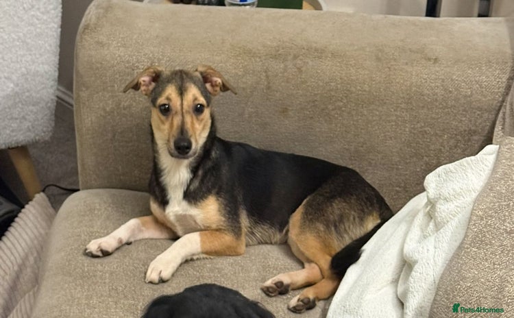 Mixed Breed dogs - Advert 5