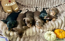 Dachshund dogs for sale: Dachshunds mini puppies   - Image 2