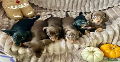 Dachshund dogs - Advert 8