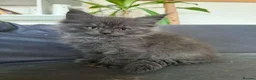 Maine Coon cats for sale: Beautiful Mainecoon kittens  - Advert 5