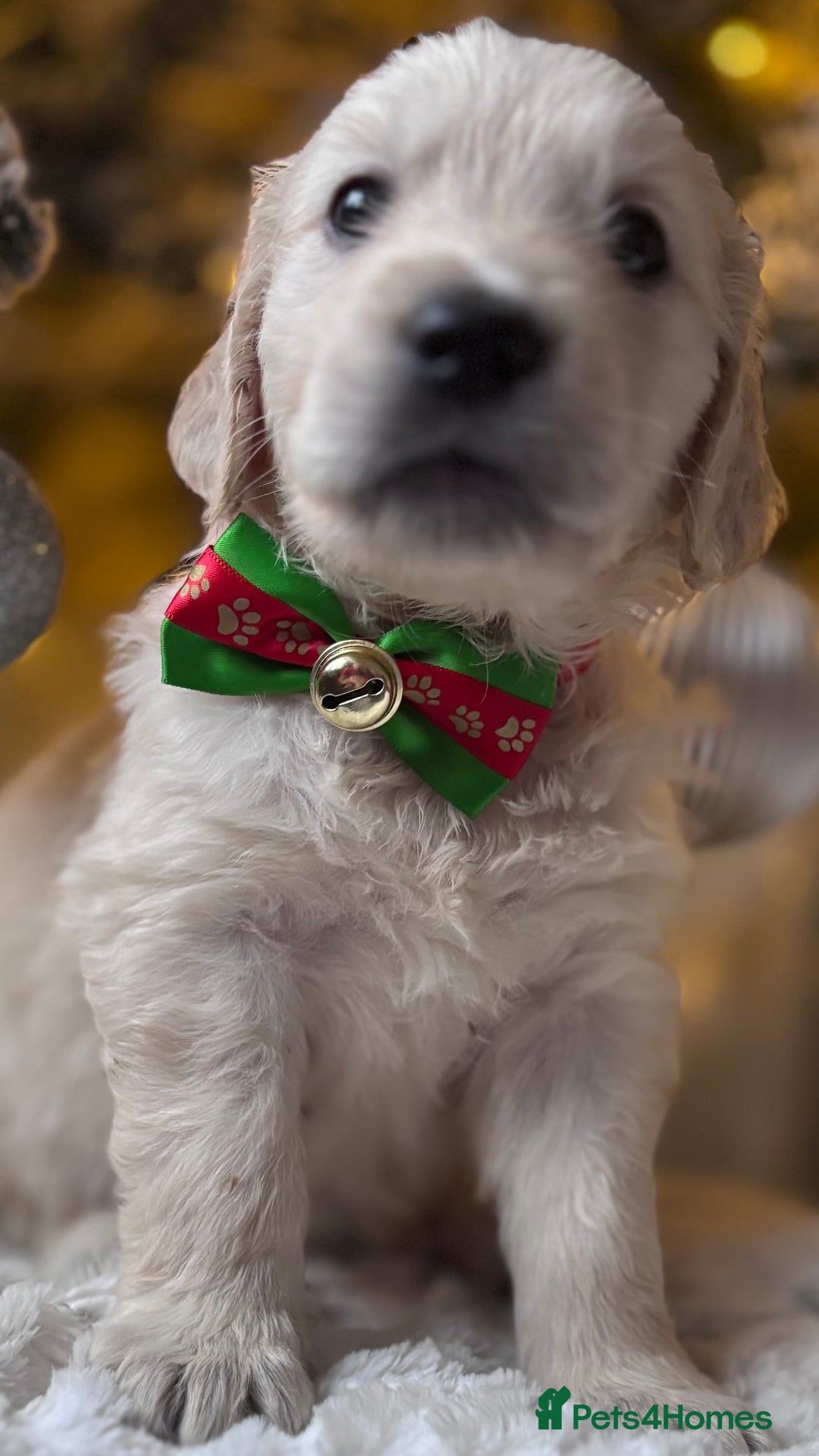 Golden Retriever dogs for sale: champion lines kc golden retriever puppies  - Advert 12