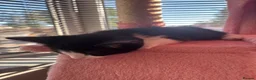 Mixed Breed cats for sale: 10 beautiful kittens in Birmingham - Advert 9