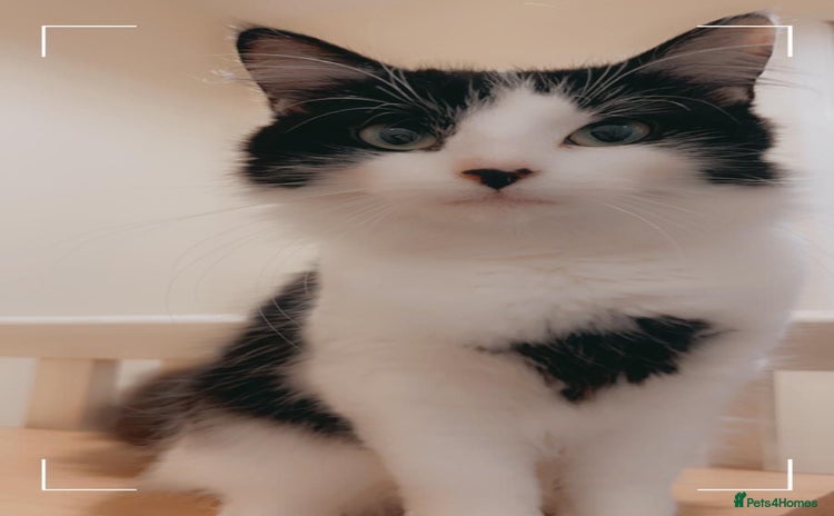 Norwegian Forest Cat cats - Advert 2