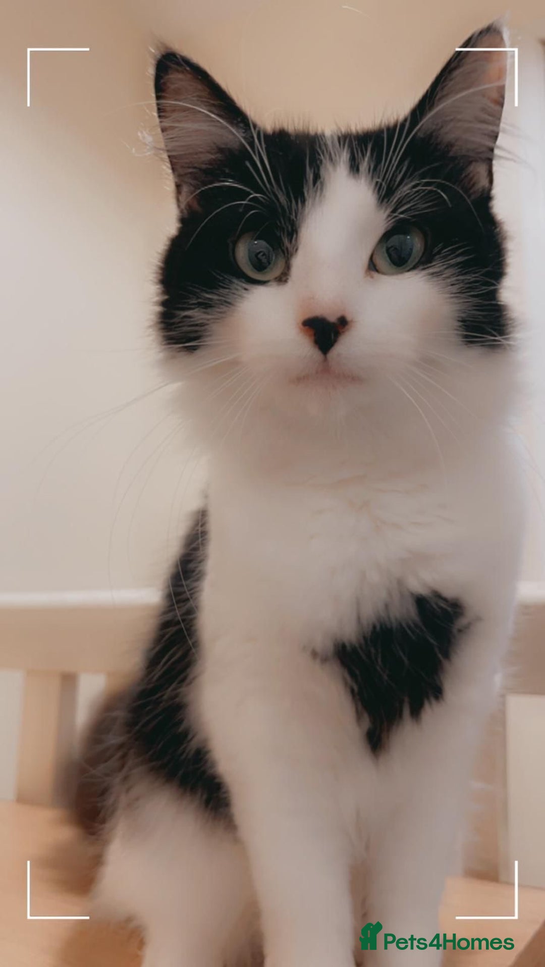 Norwegian Forest Cat cats for sale: Stunning Norwegian forest cat - Image 1