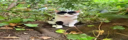 Mixed Breed cats for sale: Black and white cat  - Advert 10
