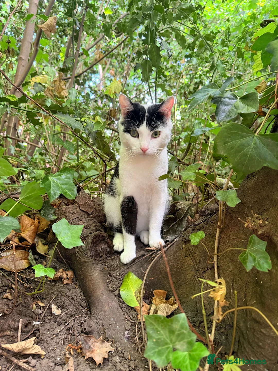 Mixed Breed cats for sale: Black and white cat  - Advert 10