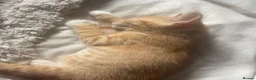 Mixed Breed cats for sale: Beautiful ginger kittens  - Advert 22