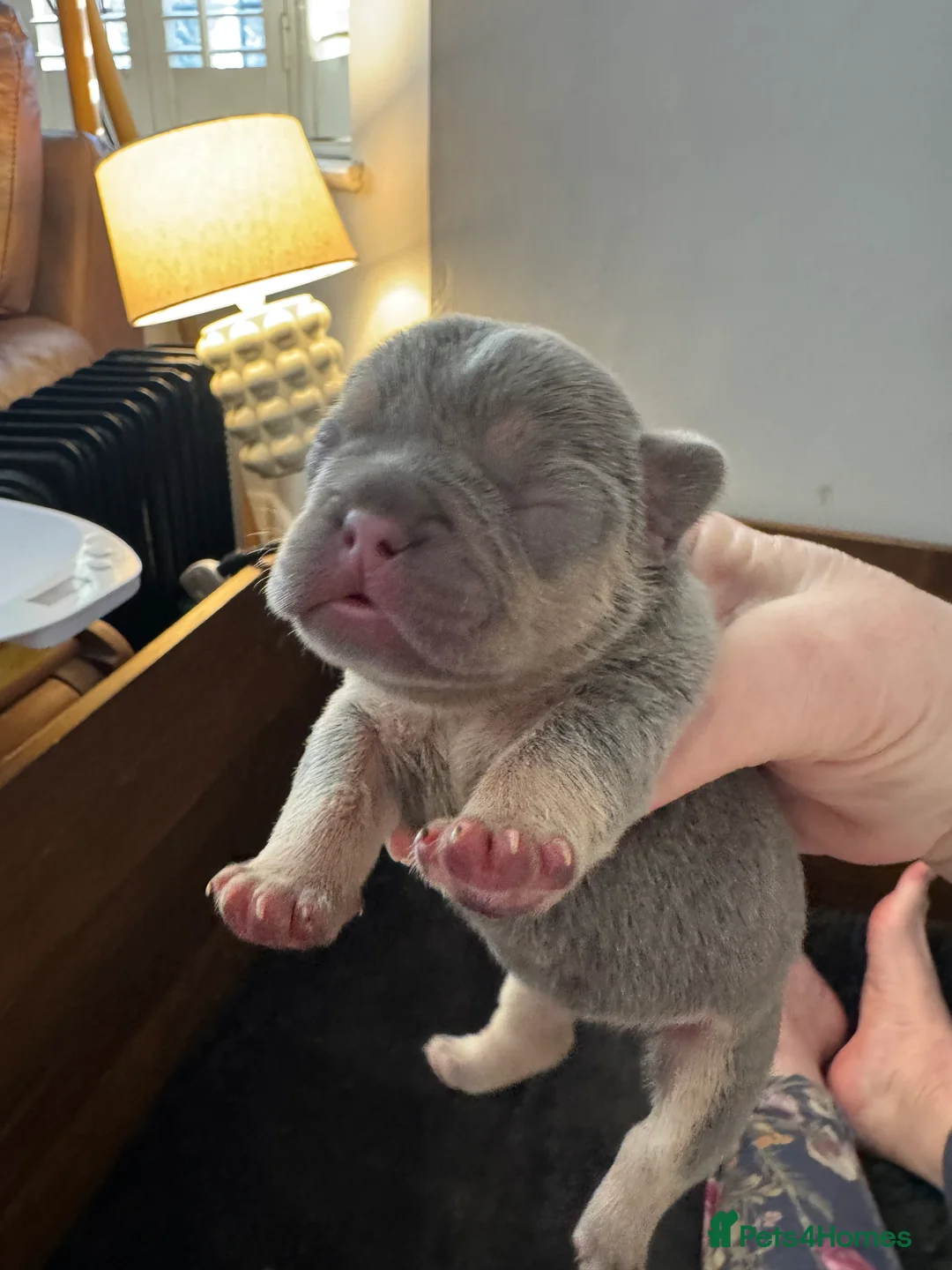 French Bulldog dogs for sale: French Bulldog puppies  - Advert 1