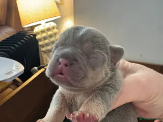 French Bulldog dogs French Bulldog puppies - Advert 1