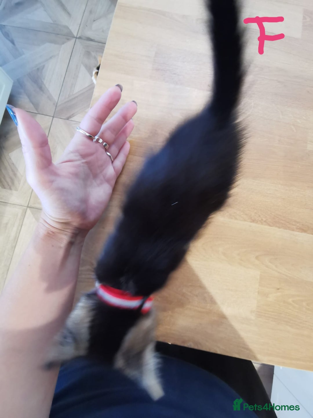 Mixed Breed cats for sale: Beautiful kittens ready now - Image 12
