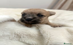 Jack Russell dogs for sale: Much Wenlock Jack Russell Pups  - Image 15