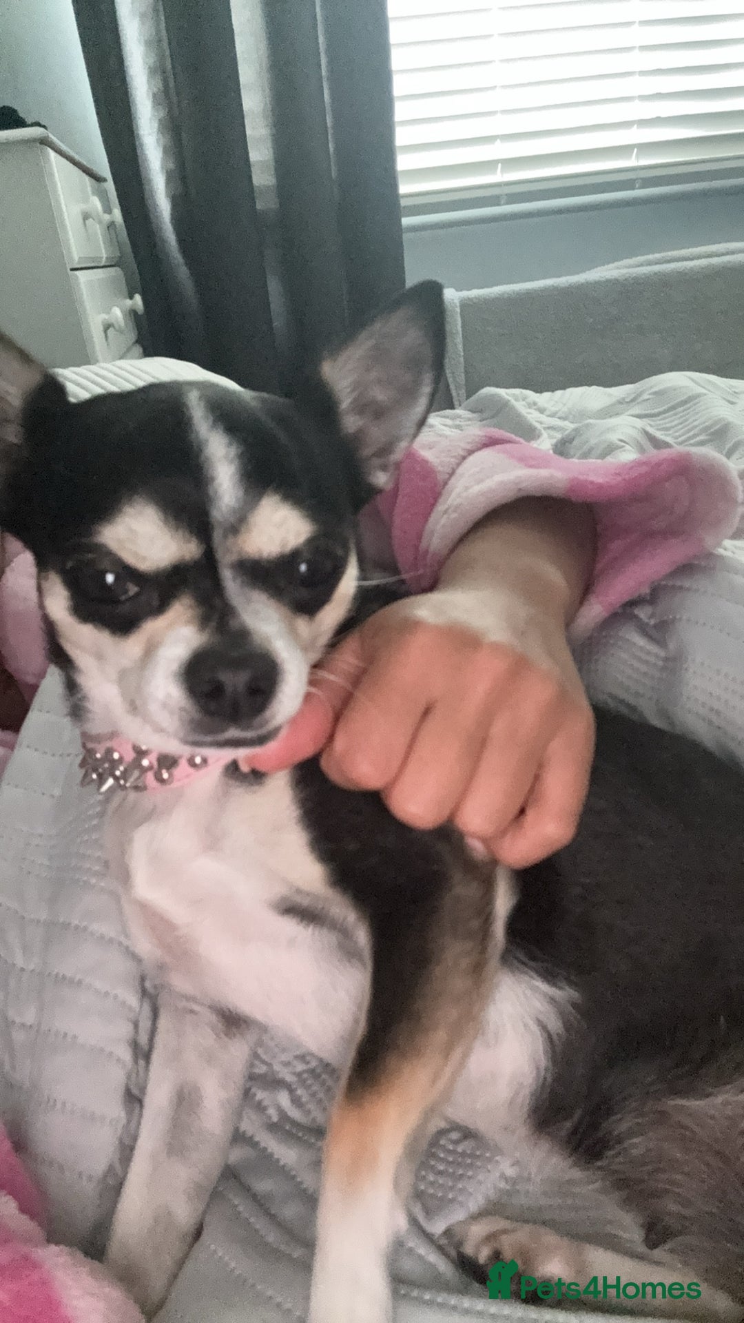 Chihuahua dogs for sale: Chihuahua girl 6 years  - Advert 2