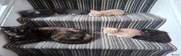 Maine Coon cats for sale: 5 MAINE COON CROSS KITTENS - 3 LEFT - Advert 11