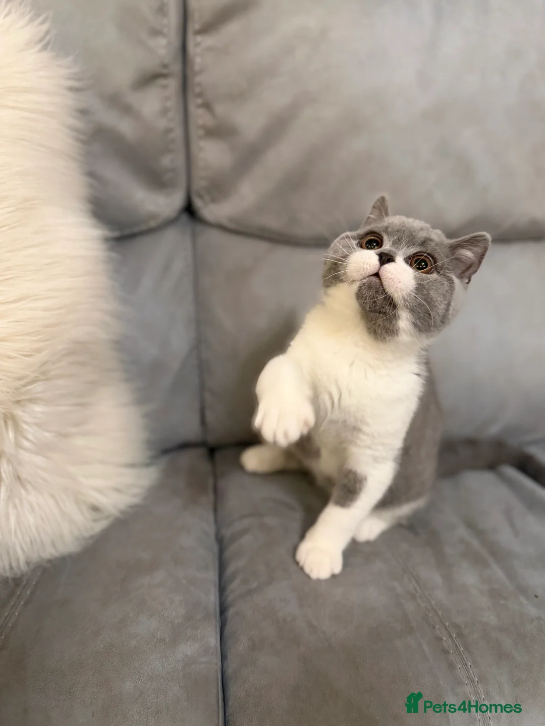 British Shorthair cats for sale: Full Pedigree Registered BSH  - Advert 4