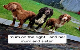 Cocker Spaniel dogs for sale: Stunning Working Cocker Spaniel Pups F1B  - Image 3