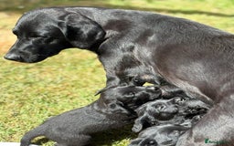 Mixed Breed dogs for sale: Flat coat retriever x black labrador - Image 1