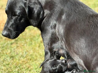 Mixed Breed dogs - Advert 7