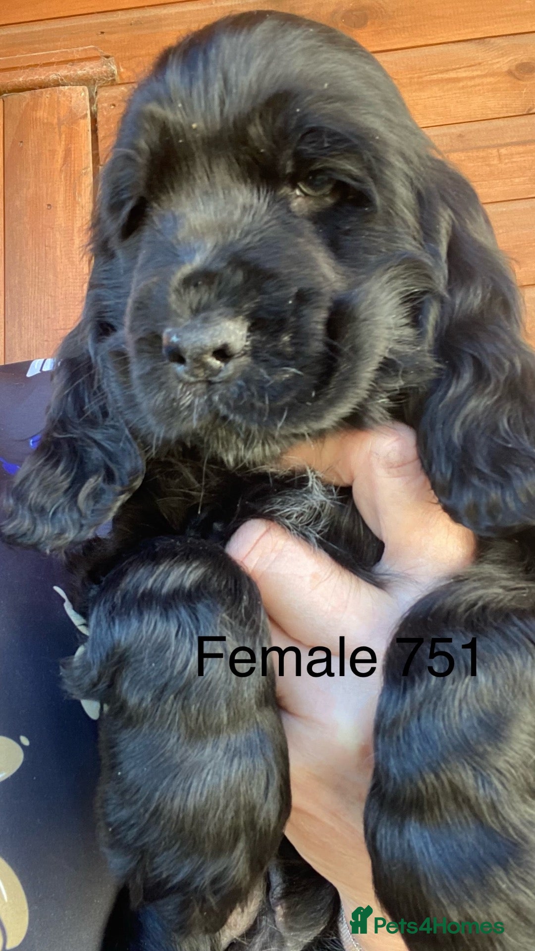 Cocker Spaniel dogs Pedigree Show Cockers - Advert 2