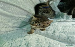 British Shorthair cats for sale:  Lovely 3 tabby male & 3 black female kittens. - Image 18