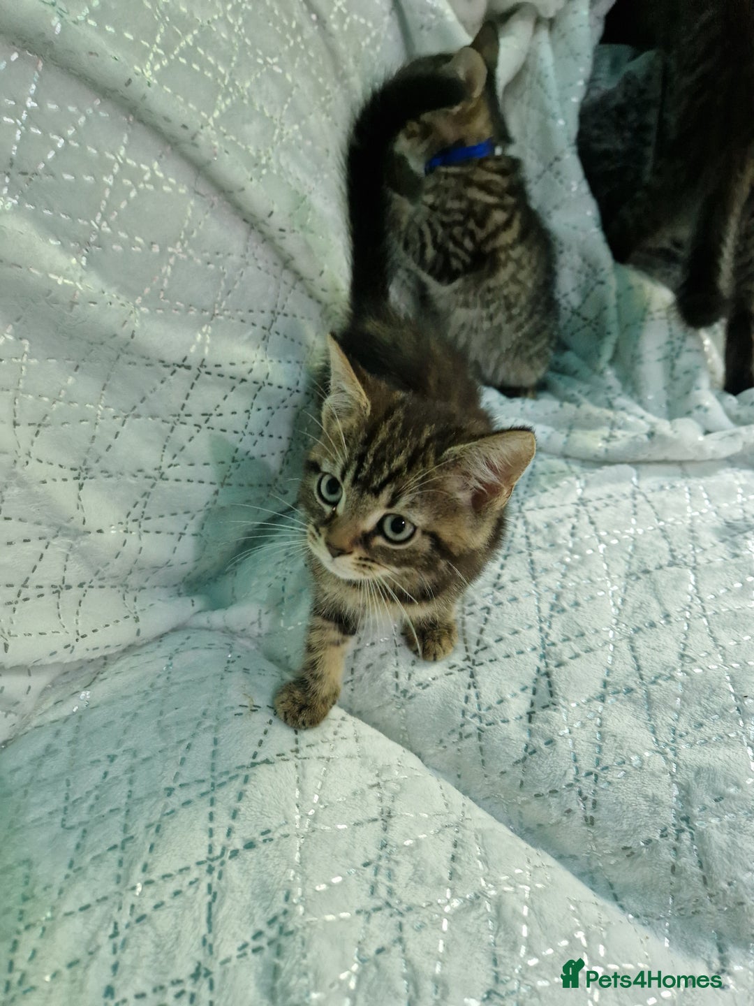 British Shorthair cats for sale:  Lovely 3 tabby male & 3 black female kittens. - Image 18