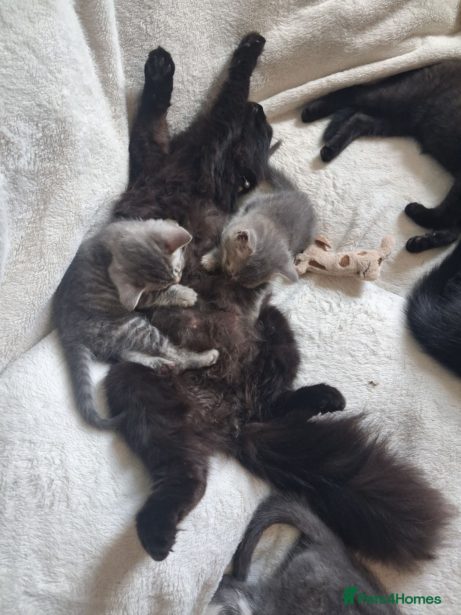 Mixed Breed cats Beautiful.cuddly and playful mixed kittens  - Advert 1