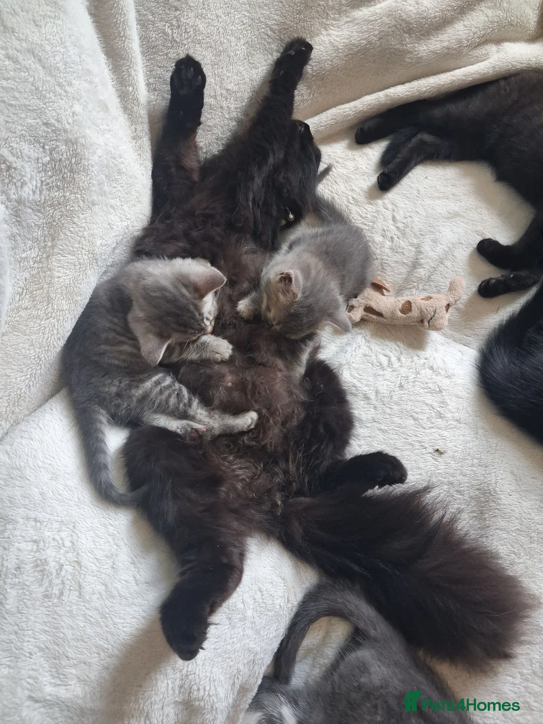 Mixed Breed cats for sale: Beautiful.cuddly and playful mixed kittens  - Advert 1